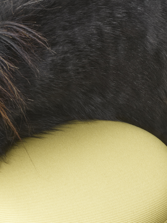 Gumpo - Pony — Gumpo Normcore Collection - Pony by RELVAOKELLERMANN, GUMPO, photograph 2 by Gerhardt Kellermann