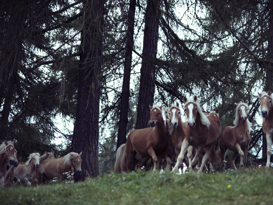 Journal - San Genesio / Bolzano, JOURNAL, photograph 6 by Gerhardt Kellermann